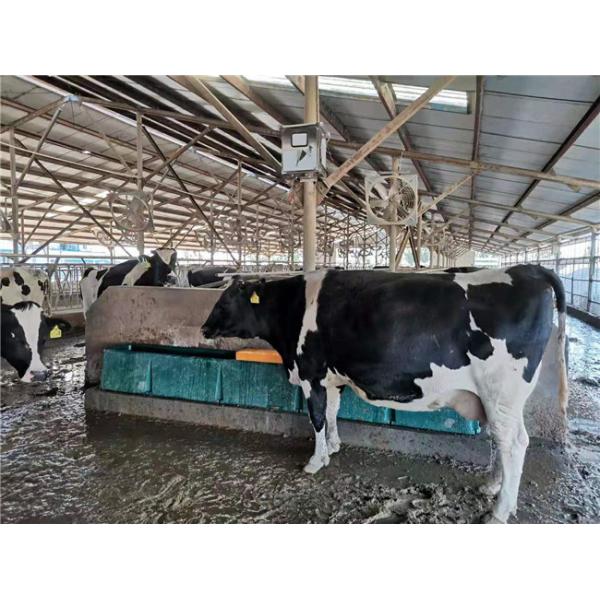 Корова Frost придает непроницаемость термальные скотины 98KG мочит ринв воды пьяниц 560mm нагретый