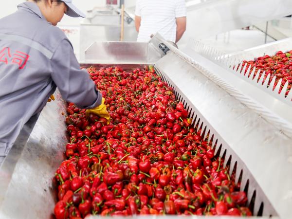 SGS Fruit Red Jujube Goji Berry Continuous Belt Dryer Machine Large Capacity