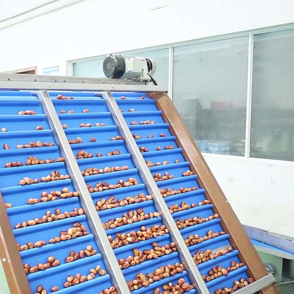 High Accuracy Sorting 98% 6-Lane Palm Dates Sorting Machine With CE MD ISO9001 Certification