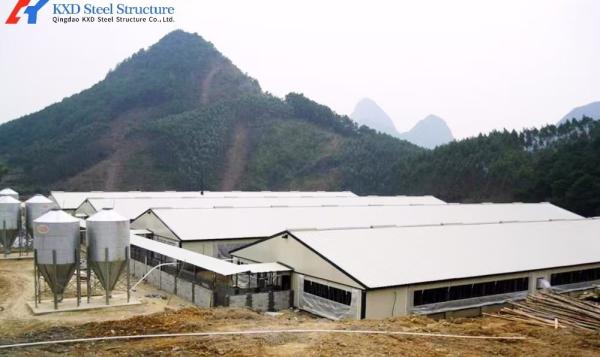 Steel Structure Poultry House with Automated Feeding and Ventilation Systems