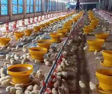 Équipement de ferme avicole de Chambre de ferme de poulet d'éleveur