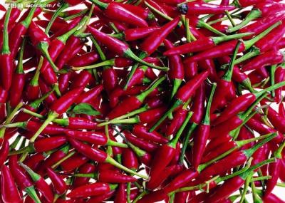 Vagens vermelhas secadas sem sementes anídricas inteiras do Chile dos pimentões vermelhos secos de Tianjin