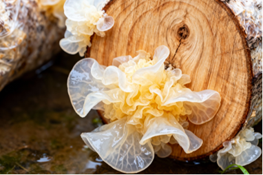 Organic Snow Fungus (60g)