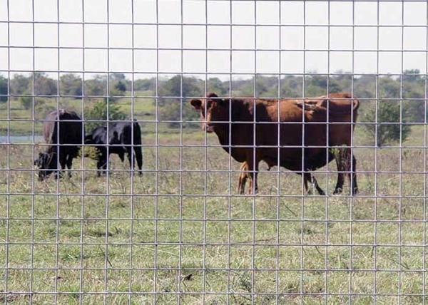 Clôture de bétail en fil de ferraille soudé: structure solide et durée de vie
