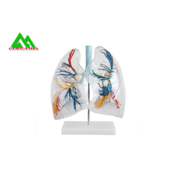 Professional Medical Teaching Models Human 3D Lung Model Natural Size