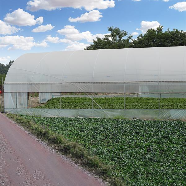 150mic PE Film Tunnel Plastic Greenhouse With Galvanized Steel Frame