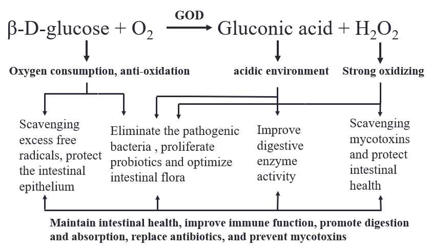 High Purity Glucose Oxidase 5000U/G Powder