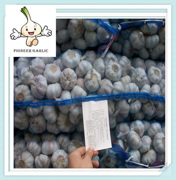 bulk fresh garlic different size from 4.5-6.5cm Pure White Garlic