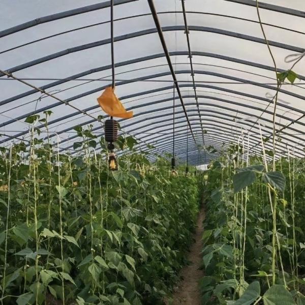 All-Season Farming Made Easy with Large Tunnel Greenhouse Kit and Film Cover
