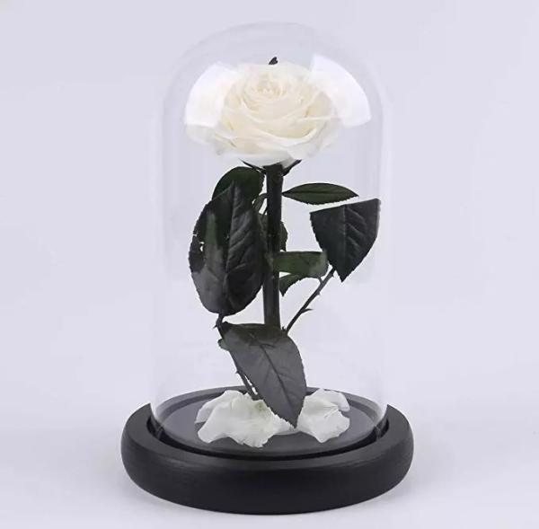 Preserved Rose Long life Glass Cover Preserved Real Fresh Forever Rose in Glass Preserved Flowers