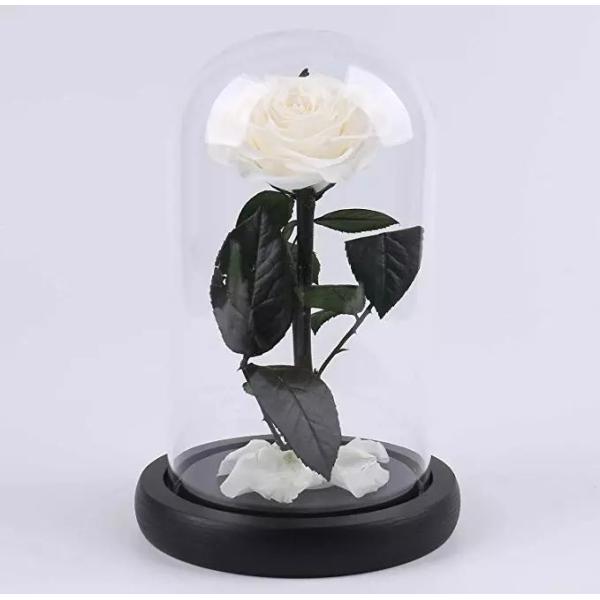 Forever Real Rose Everlasting Flower Preserved Fresh Flower Live Enchanted Rose in Glass Dome Cover with Gift Box rose