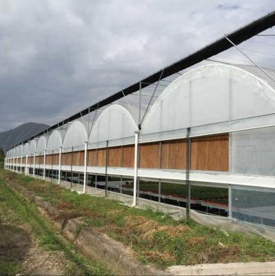 Estufas de plástico transparente de grande porte Multi Span 3-6m Altura da calha Estufas de aço galvanizado