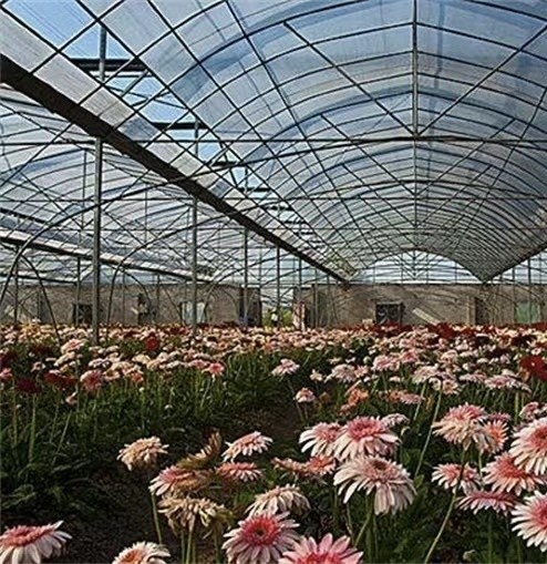 Многопролетная пленка теплицы с охлаждением/затенением/ орошением Большое и низк