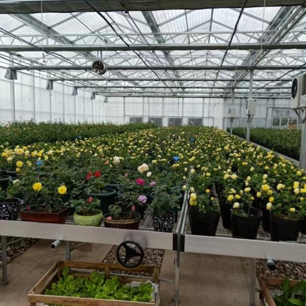 UV Resistant Mutli Span Flower Greenhouse Venlo Type Waterproof