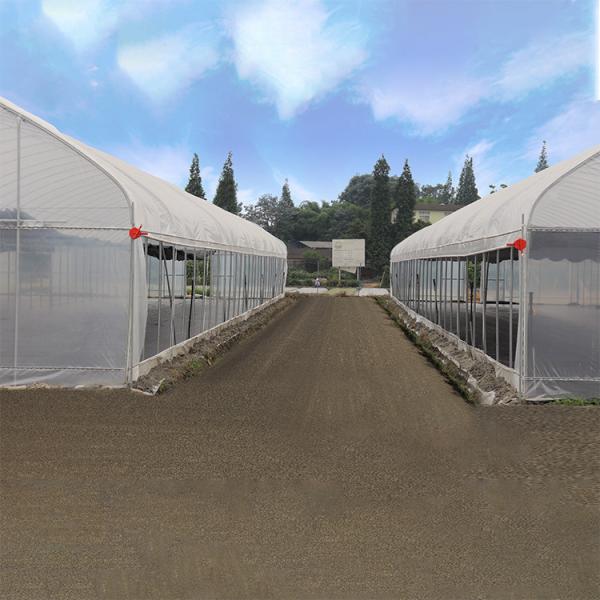Plastic Film Covering Shed Agricultural 8M Single Span High Tunnel Greenhouse