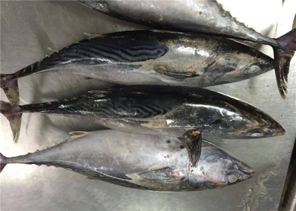 A Grade Purse Seine Catch 1.8kg 2kg Frozen Bonito Fish