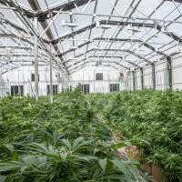 Système de ventilation Serre en polycarbonate PC Herbes Serres avec rideau d'obscurcissement
