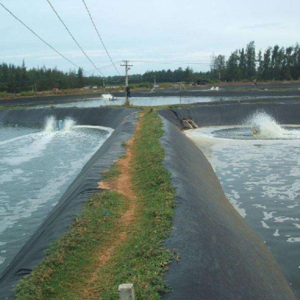 Геомембраны от 0,5 мм до 2,5 мм для рыбных прудов Послепродажная поддержка Онлайн техническая поддержка