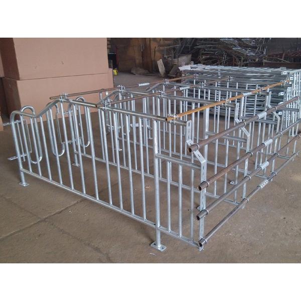 Durable Steel Iron Hog Gestation Stalls , Gestating Pen For Livestock