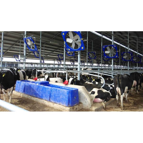 Bac d'eau pour bétail de grande capacité avec hauteur d'abreuvement de 55 cm/1,8 pi. 300L/79gal. et dimensions 400*67*68cm/13,1*2,2*2,2