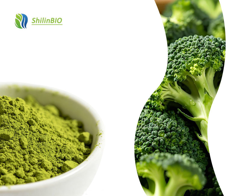 SLBIO Factory Supply Food Grade Water Soluble Broccoli Extract Powder Herbal Extract Drum Packaging
