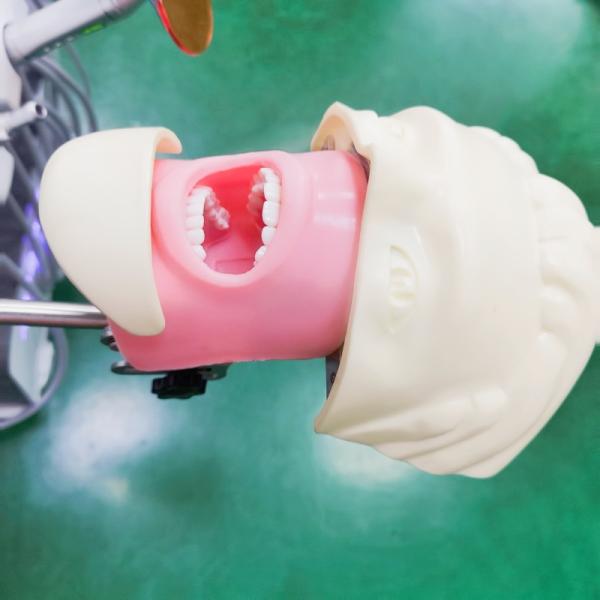 Стоматологическая школа Фантомная голова для студентов-стоматологов