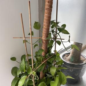 Поляки естественных бамбуковых кольев мебели сада сырцовые бамбуковые высота 40cm до 500cm