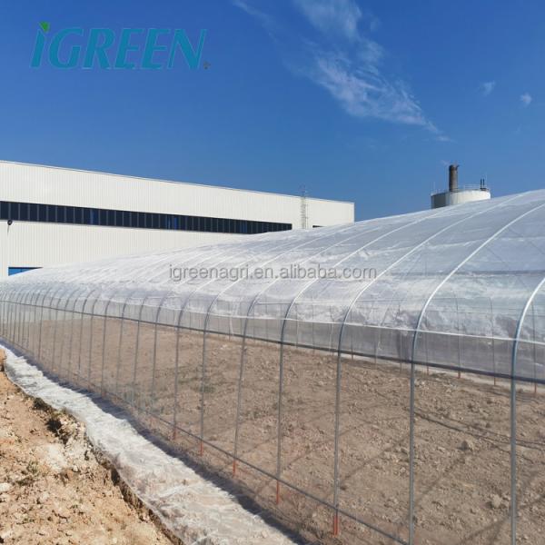 Small Scale Farming Single Span Greenhouse Customize Plastic Film Greenhouse