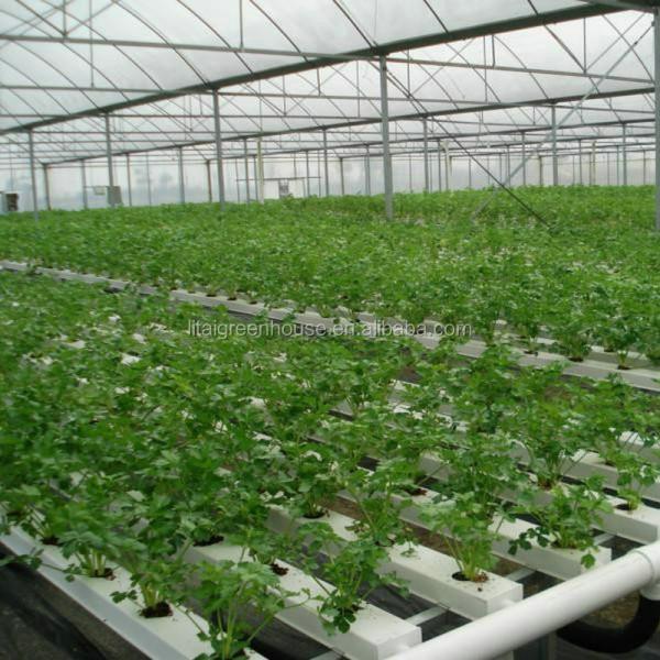 Seção 4m-5m Estufas A solução definitiva para o cultivo comercial sem solo