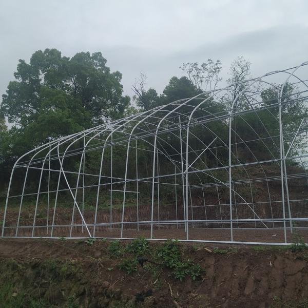 Apoio vegetal da única flor da coberta do filme plástico do túnel da estufa do período