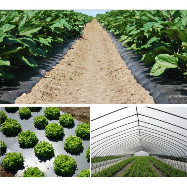 Agricultural Mulching Film Used for Fruit, Flower and Vegetable