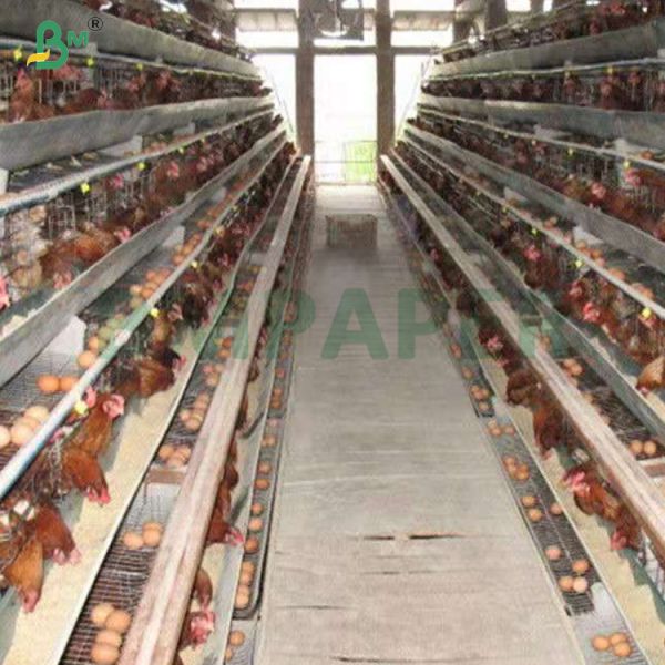 75gsm High Absorbent Kraft Chick Poultry Paper In Roll
