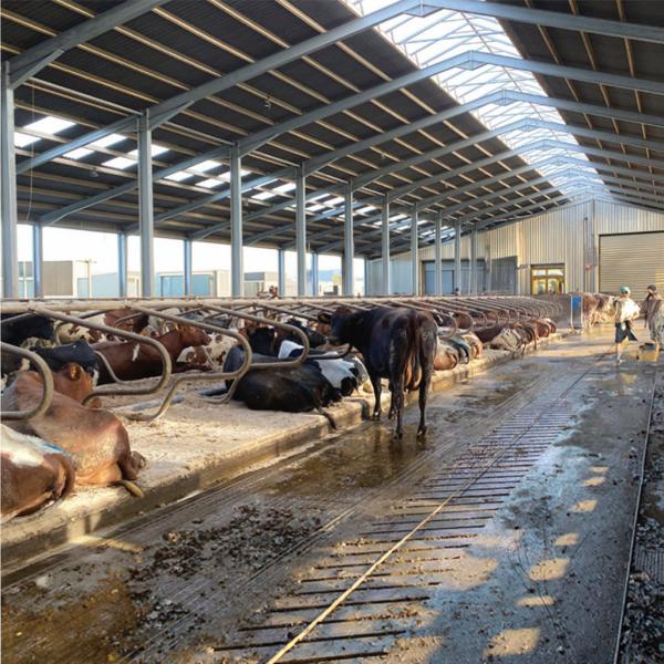 Prefab Steel Farm Building Light Weight Bolt Connection