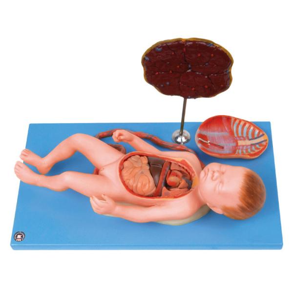Human  Anatomy Model Fetus with viscus and placenta,umbilical cord ,internal organs