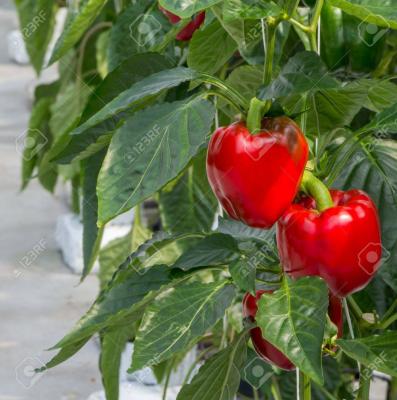 Hydroponic Grow System Garden Including LED Fluorescent And HID Lighting