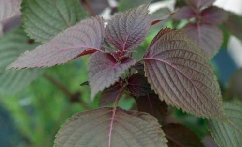 Perilla Frutescens Extract, 10:1 TLC, 100% natural food ingredient, ISO certified. Shaanxi Yongyuan