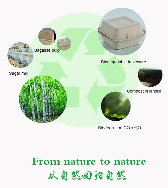 Biodegradable контейнер обеда бумажной пульпы, пищевой контейнер багассы сахарного тростника, устранимый Tableware