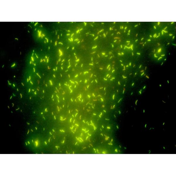 Fluorescence illumination for epi fluorescent