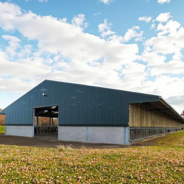Easy Install Prefab Customized Cow Shed Prefabricated Steel Structure Design Dairy Farm