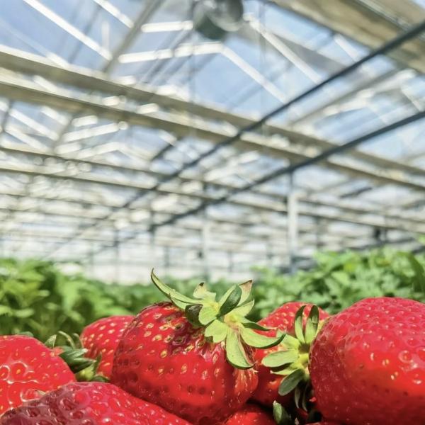 Sistema hidropónico de estufa de vidro de camada dupla para cultivo de flores 30 dias de reembolso