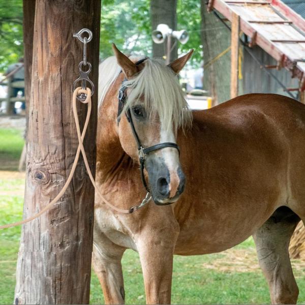 Anéis de amarras de aço inoxidável de bloqueador de gancho de cavalo essenciais para a segurança e controle do arnês