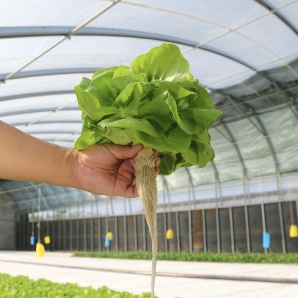 Full Payment Commercial Greenhouse for Tomatoes and Strawberries in Water Pipe Tunnel