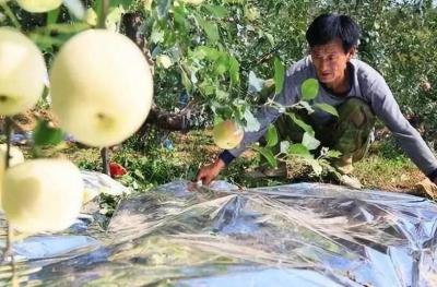 Filme metalizado 12 mícrons do PE para a estufa da árvore de fruto