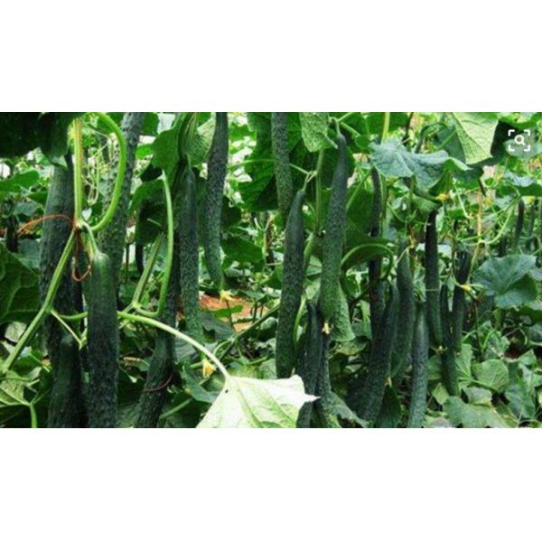 Estimulação Chelated do crescimento vegetal de minerais do molibdênio ácido aminado orgânico