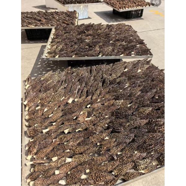 Suplementos herbales chinos de Morchella Esculenta L Pers secas