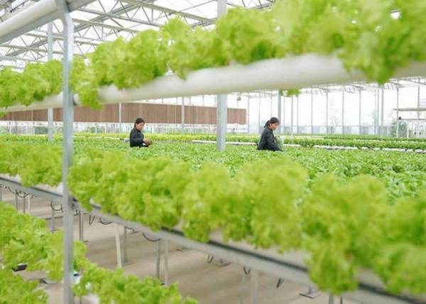 Integrated Tunnel Polycarbonate Agricultural Greenhouse