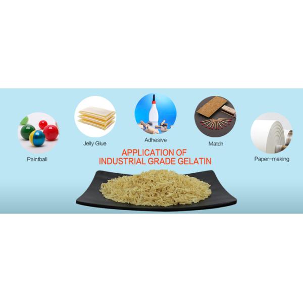 Poudre de gélatine en vrac 300 Bloom matière première de gélatine pour adhésif