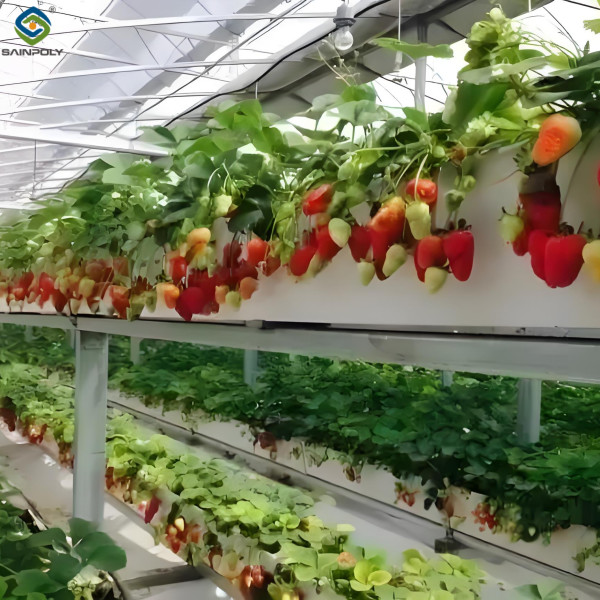 Strawberry Growth Plastic Film Greenhouse With Hydroponic Growing System