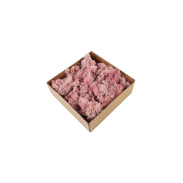 A casa luxuosa preservou o musgo natural para ocasiona todo o ano a decoração