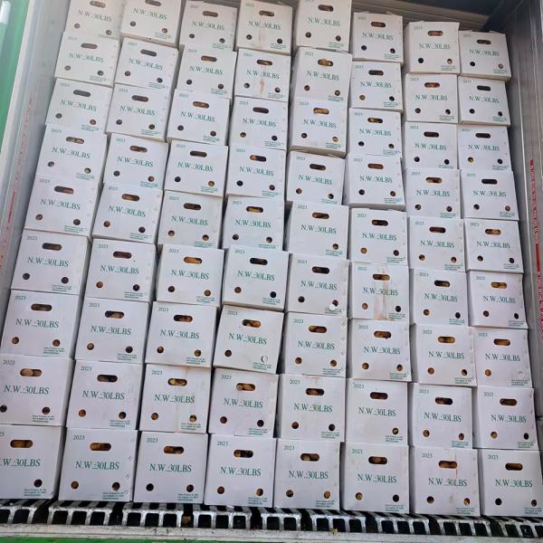 Fresh carrot from China newest harvesting wholesale carrots price per ton